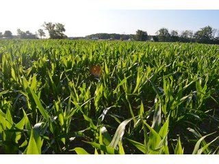 Property photo 27 - 64 Acre Farm Offered in 4 Tracts or in Combinations - Real Estate Auction